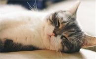 养猫一个月多少钱