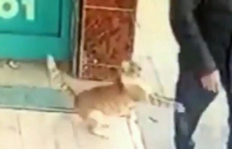 怪猫每天攻击男人与狗，但妇女和儿童它却不理，原因可能是这样 