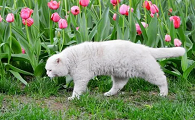 郁金香对猫有毒吗