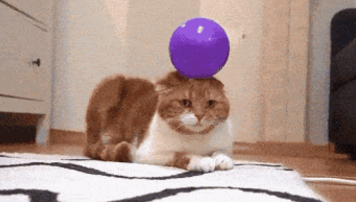 救命，我家猫咪一到冬天就变成鳌拜！！