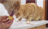 小猫能吃鸡蛋吗