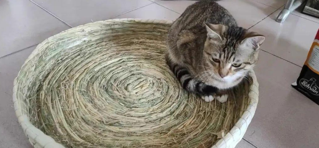 铲屎官把鸡窝买回家当猫窝,没想到猫咪特别喜欢,趴上去就不下来 铲屎官把鸡窝买回家当猫窝,没想到猫咪特别喜欢,趴上去就不下来