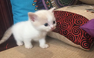 一个月的小猫图片