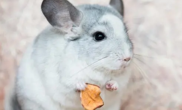 长期给龙猫吃零食的坏处 会让龙猫的消化系统失调 长期给龙猫吃零食的坏处 会让龙猫的消化系统失调