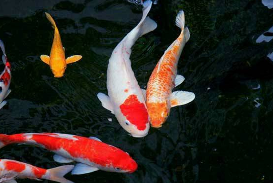 锦鲤水温度多少最佳