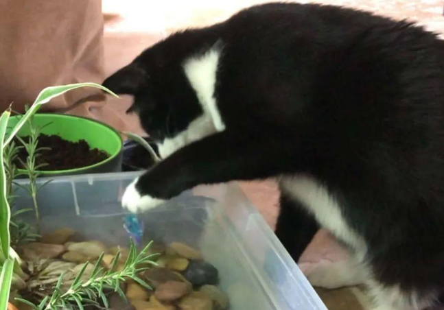 主人为了让猫咪多喝水，特地打造了一个华丽的盆栽饮水机