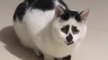 本以为养的是只可爱的猫,不料长大变成这样,网友:瞧把孩子愁的 本以为养的是只可爱的猫,不料长大变成这样,网友:瞧把孩子愁的