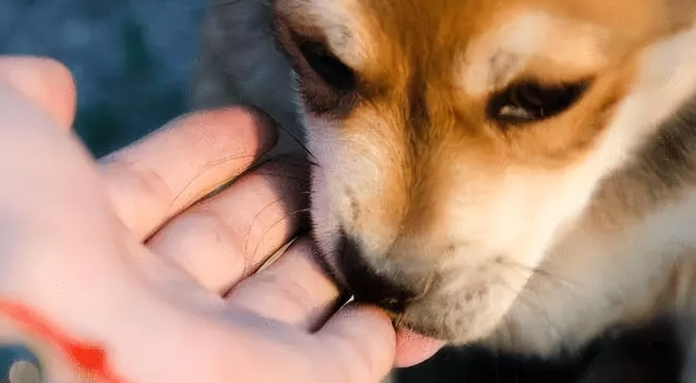 小狗舔主人手是什么意思啊