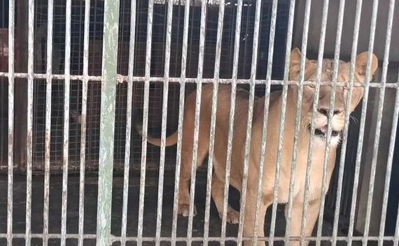 金毛狗秒变非洲狮?可怜带娃的家长:这下该如何跟孩子解释呢 金毛狗秒变非洲狮?可怜带娃的家长:这下该如何跟孩子解释呢