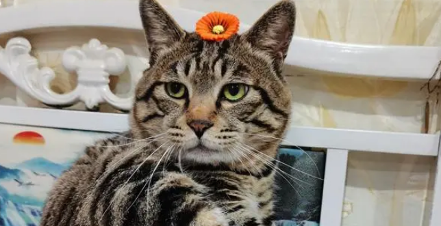 13岁狸花猫因睡姿妖娆走红,可没想到,它背后竟有如此励志的故事 13岁狸花猫因睡姿妖娆走红,可没想到,它背后竟有如此励志的故事