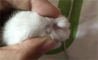 幼猫抓到手怎么办