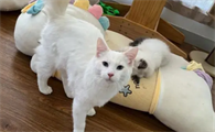 养猫可以种栀子花吗