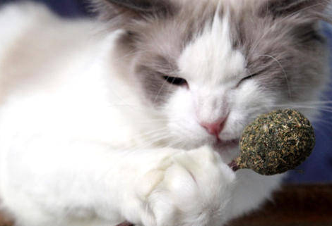幼猫可以用猫薄荷吗