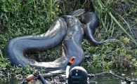 中国发现巨蛇长55米