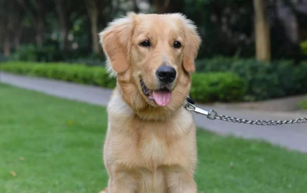 什么狗智商高又好养 什么狗智商高又好养