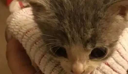 一个女人救了一只丢在路边的小猫,却因此改变了她的生活 一个女人救了一只丢在路边的小猫,却因此改变了她的生活