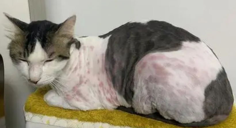 猫咪也会过敏!哪些是猫咪过敏会出现的症状呢? 猫咪也会过敏!哪些是猫咪过敏会出现的症状呢?