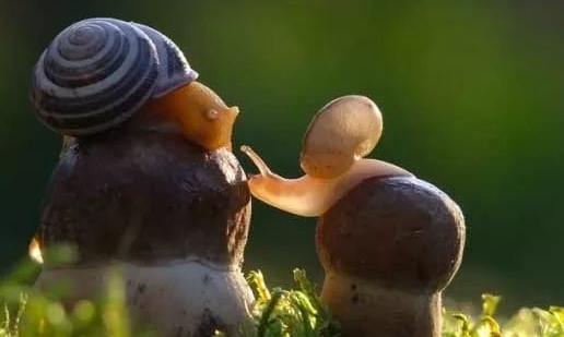 蜗牛有没有毒？来看看吧