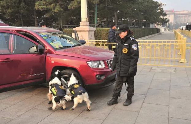 垃圾场上蝇虫横飞,警犬突然不停用爪子刨! 垃圾场上蝇虫横飞,警犬突然不停用爪子刨!