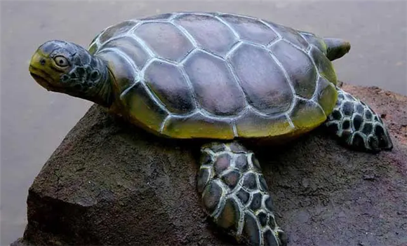 乌龟能活1000年吗 乌龟能活1000年吗