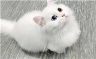 怎么看幼猫长大好不好看