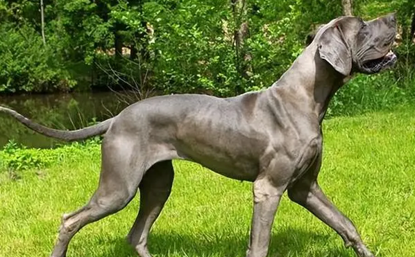 大丹犬性格特点是什么