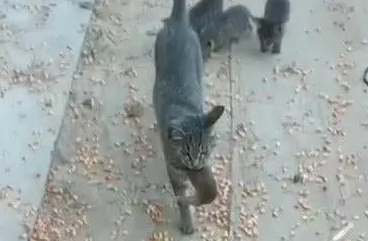 生活在农村的狸花猫会抓老鼠,还要教小猫抓老鼠:做猫不能忘本 生活在农村的狸花猫会抓老鼠,还要教小猫抓老鼠:做猫不能忘本