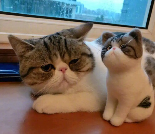 怎看看到去世的猫的灵魂