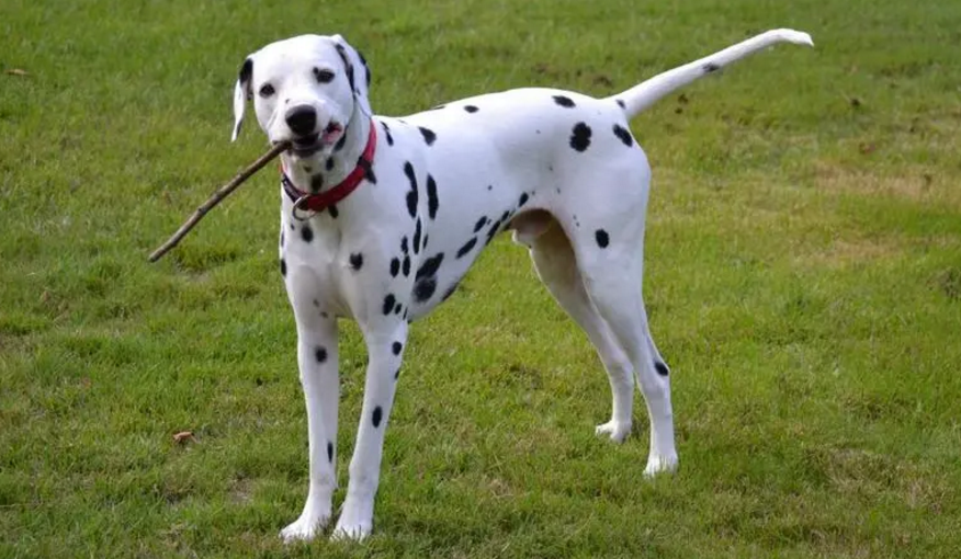 大麦町犬的俗称 被人们统称为斑点狗