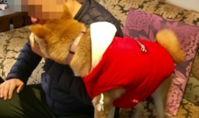 柴犬陪老人共度晚年,陪伴是最长情的爱,汪:你快乐才是我的快乐 柴犬陪老人共度晚年,陪伴是最长情的爱,汪:你快乐才是我的快乐