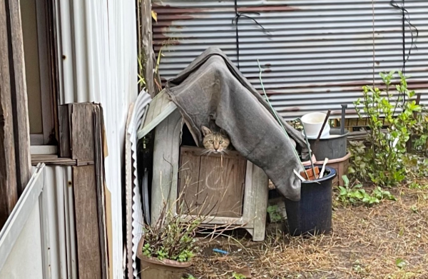 猫咪每天都来院子玩，网友想知道它到底住在哪儿，最后发现...它就偷偷住在网友家！