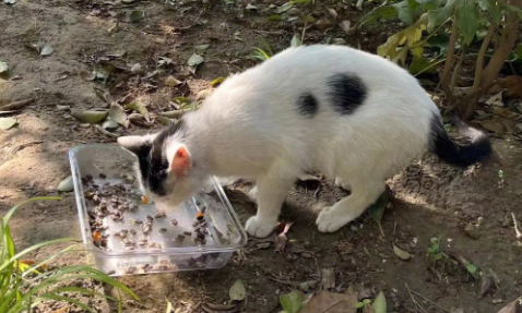 流浪猫也值得科学对待,好主人心跳阶梯公益行动捐赠超1吨猫粮 流浪猫也值得科学对待,好主人心跳阶梯公益行动捐赠超1吨猫粮