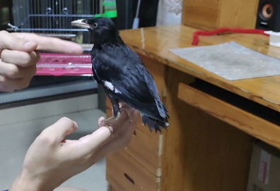 小八哥幼鸟吃什么食物 小八哥幼鸟吃什么食物
