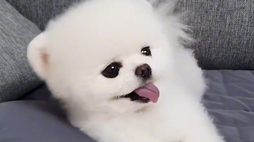 博美犬太可爱了，为了出去遛弯对着宠主撒娇，看得我心都萌化了！