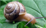 蜗牛是害虫?