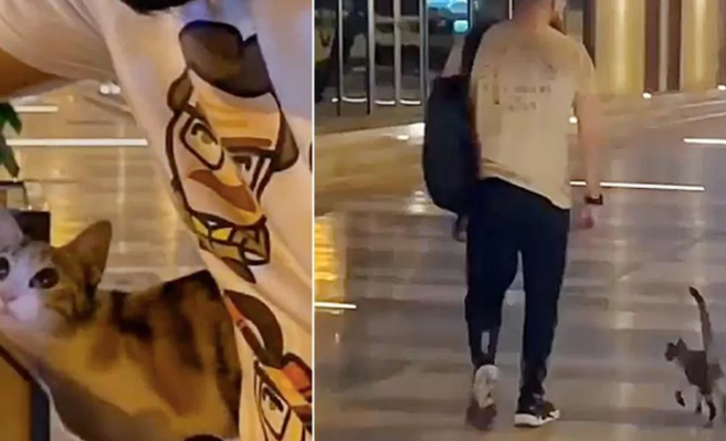 这只流浪猫身怀滑铲碰瓷儿特技,倒地翻肚皮卖萌 这只流浪猫身怀滑铲碰瓷儿特技,倒地翻肚皮卖萌