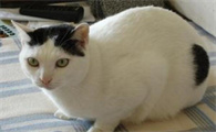 怎样辨别猫的年龄