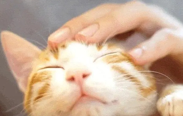 小猫发出咕噜咕噜的声音表示什么 小猫发出咕噜咕噜的声音表示什么