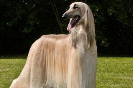 阿富汗猎犬怎么喂？错误喂食影响健康