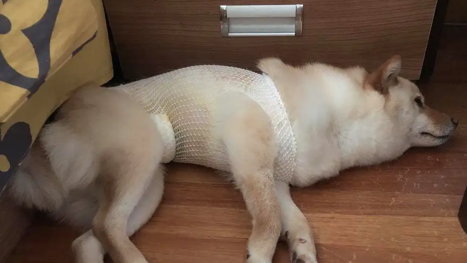 要不要给狗狗做绝育?兽医是这么说的 要不要给狗狗做绝育?兽医是这么说的