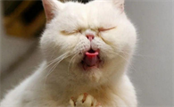 小猫吐了是什么原因引起的