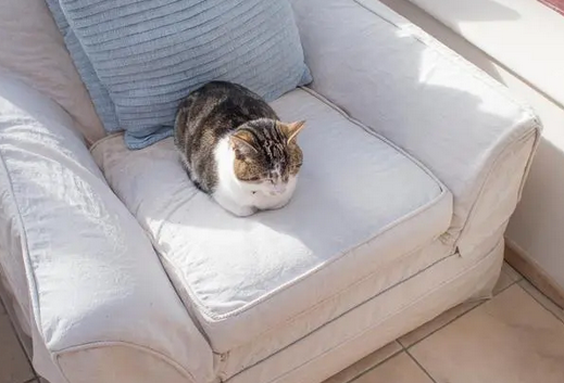 养猫买什么沙发好