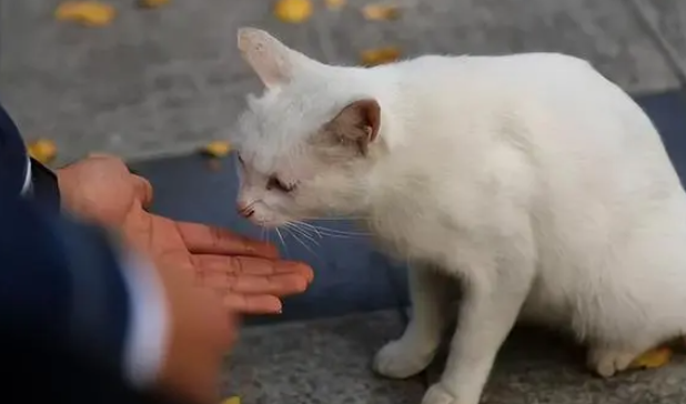 走丢半年的猫，在公园遇到了，铲屎官泪目：对不起我来晚了！