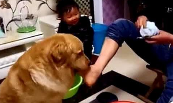 金毛对待主人和小主人时,截然不同的态度,主人:心机狗 金毛对待主人和小主人时,截然不同的态度,主人:心机狗