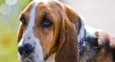 巴吉度饲养 幼犬饲养要当心