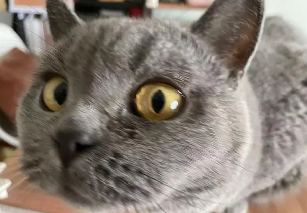 国际猫咪日丨年轻人说：养猫我不累，还有小确幸