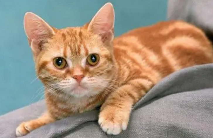 养不活猫的家庭风水