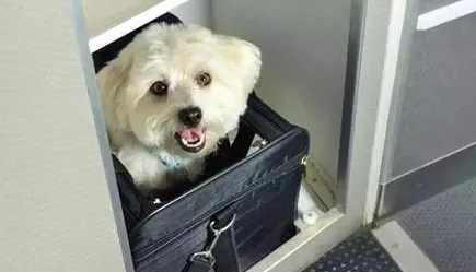 只要800元！抱着猫狗坐飞机 海南航空推出客舱宠物运输服务