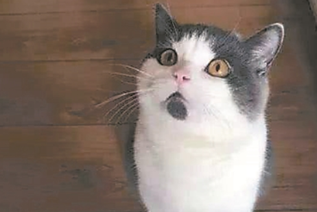 国内首只商业化克隆猫满月 可为克隆熊猫提供借鉴 国内首只商业化克隆猫满月 可为克隆熊猫提供借鉴