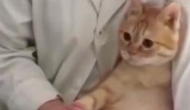 主人带橘猫去孕检,看到橘猫表情主人笑喷,猫:我是怀孕,不是胖 主人带橘猫去孕检,看到橘猫表情主人笑喷,猫:我是怀孕,不是胖